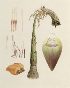 Ensete No. 10, autrefois attribué à James Bruce (1730-94) - Luigi Balugani